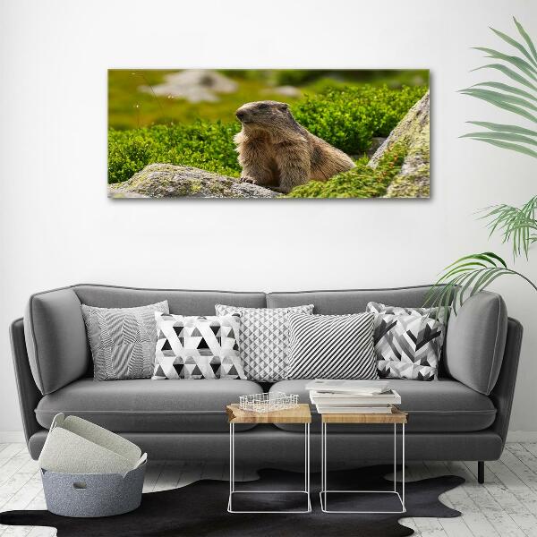 Glass wall art Tatra marmot