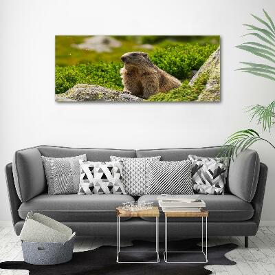 Glass wall art Tatra marmot