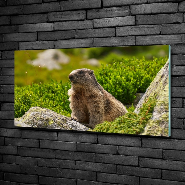 Glass wall art Tatra marmot