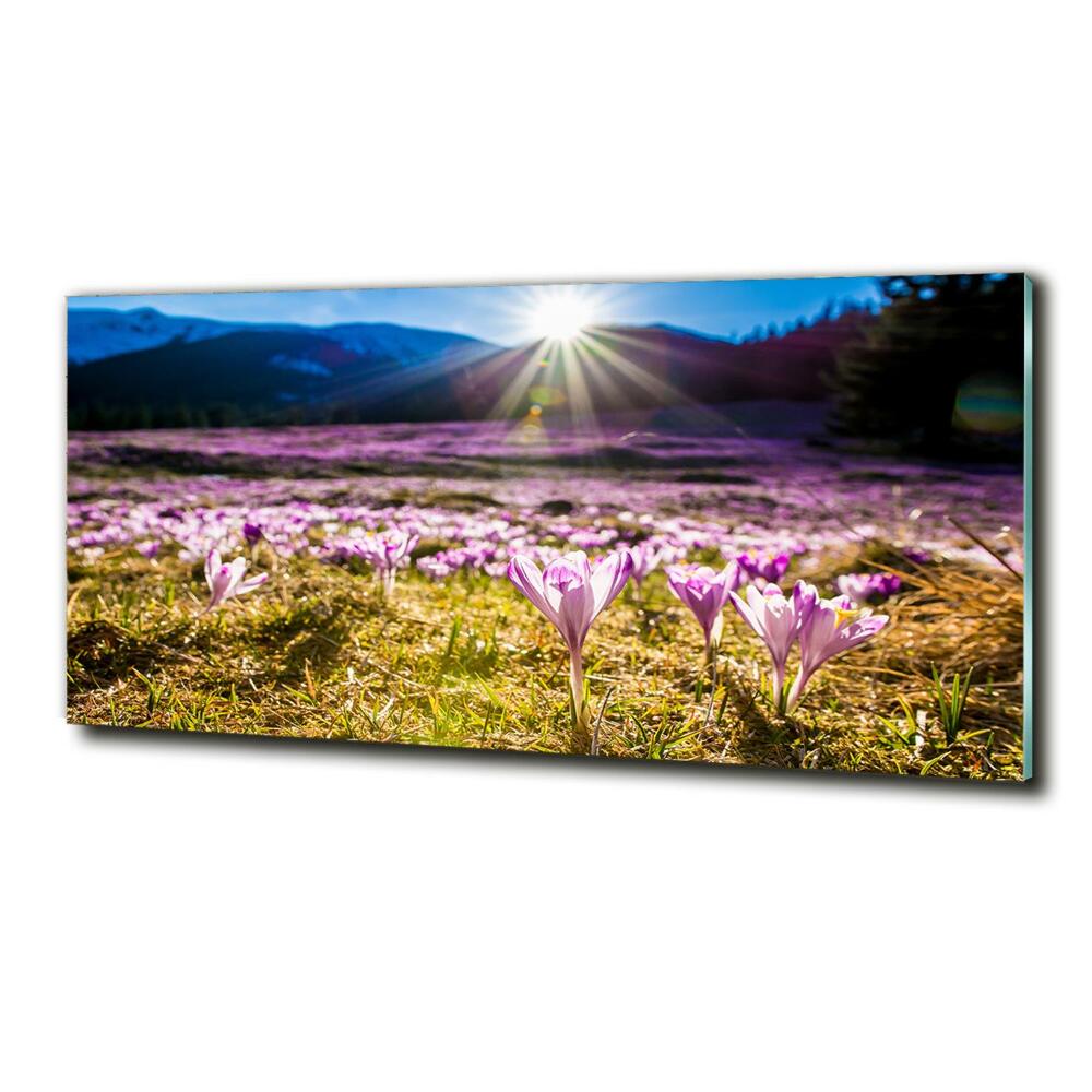 Wall art on glass Crocuses in the clearing