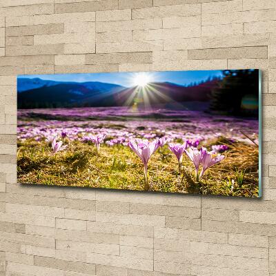 Wall art on glass Crocuses in the clearing