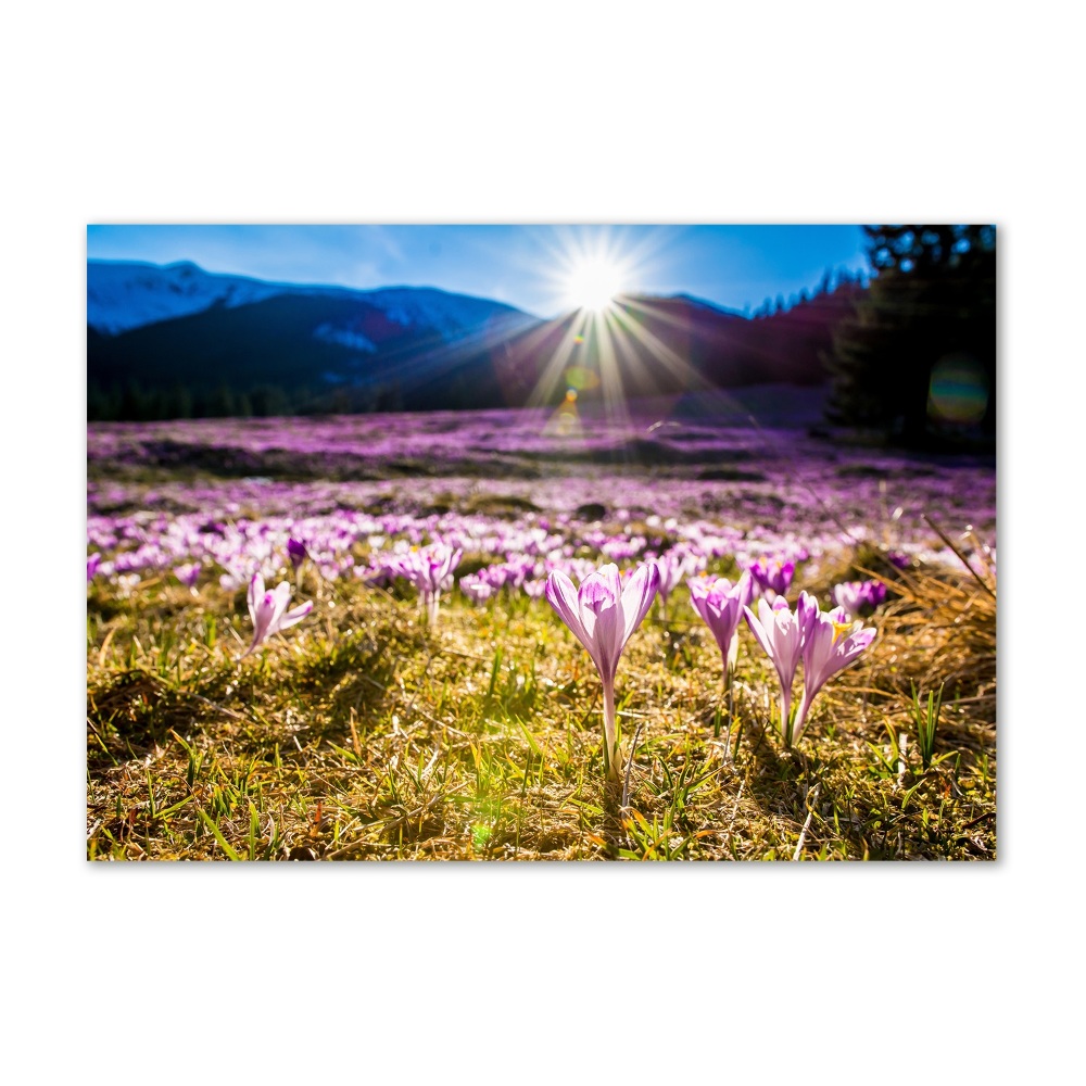 Wall art on glass Crocuses in the clearing