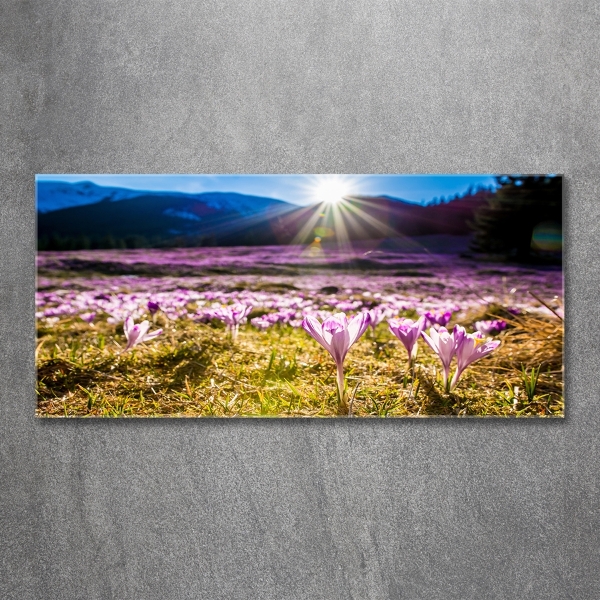 Wall art on glass Crocuses in the clearing