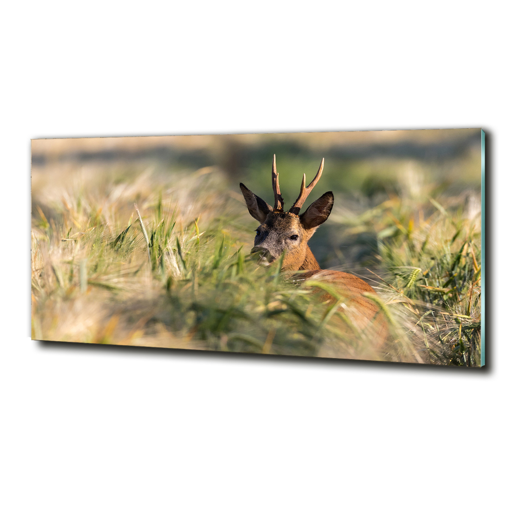 Wall art on glass Deer in the field