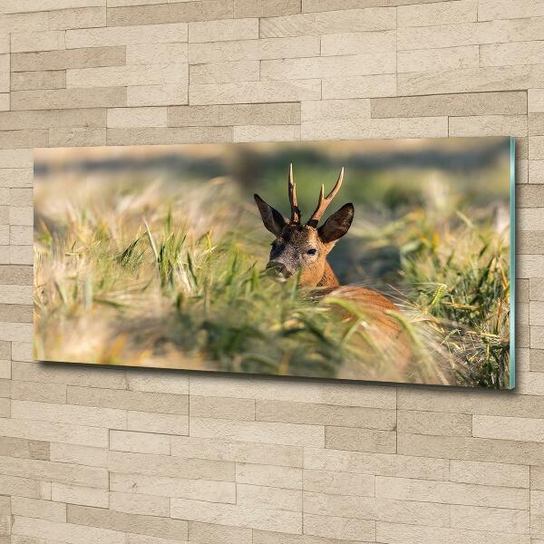 Wall art on glass Deer in the field