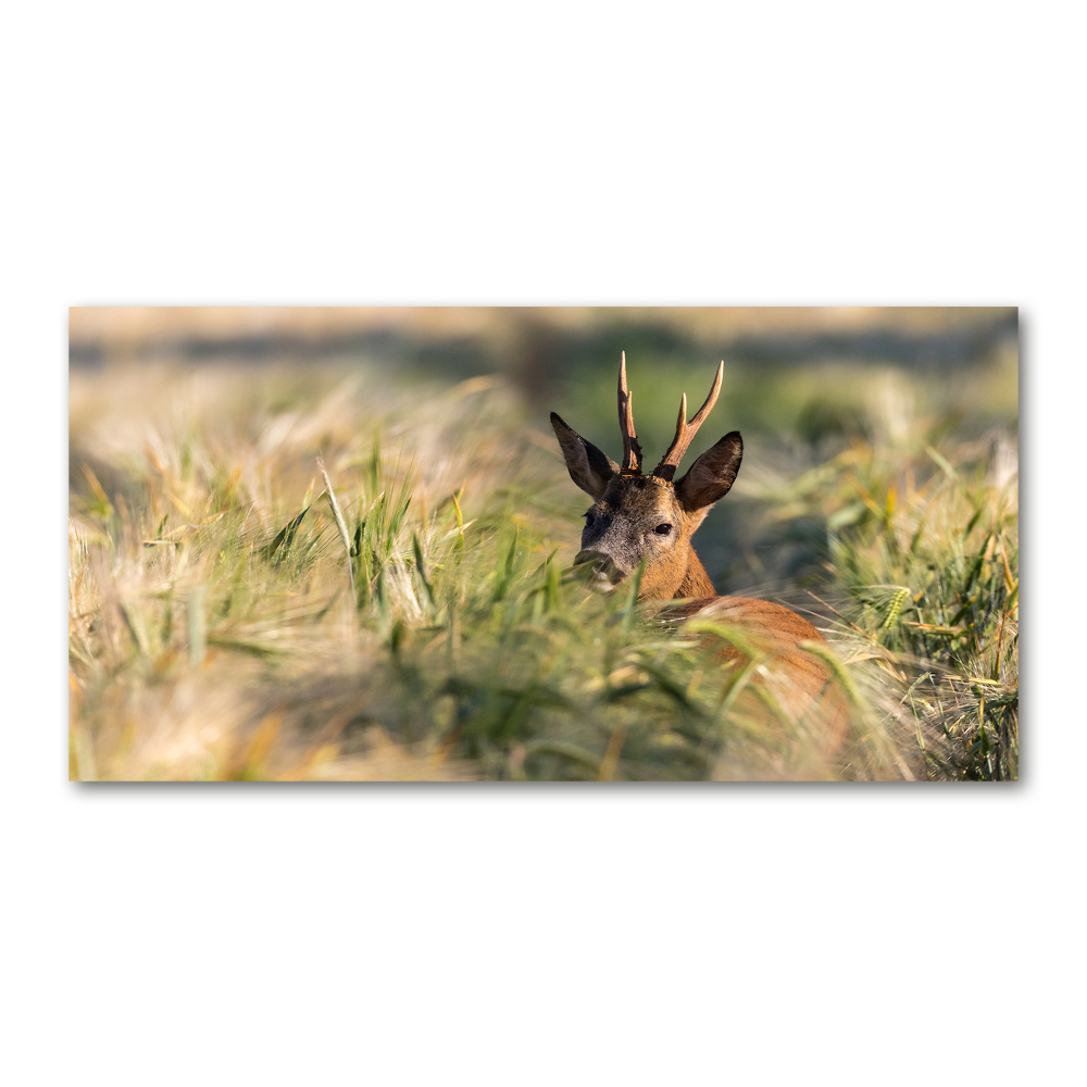 Wall art on glass Deer in the field