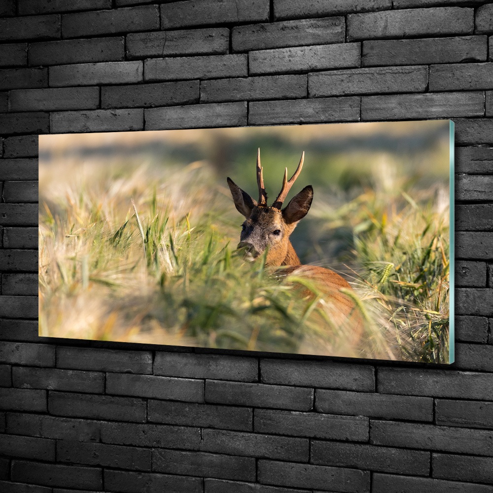 Wall art on glass Deer in the field