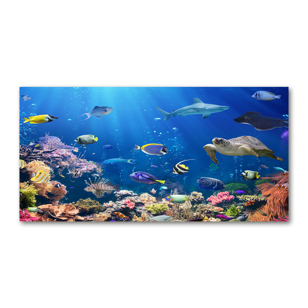 Wall art on glass Coral reef