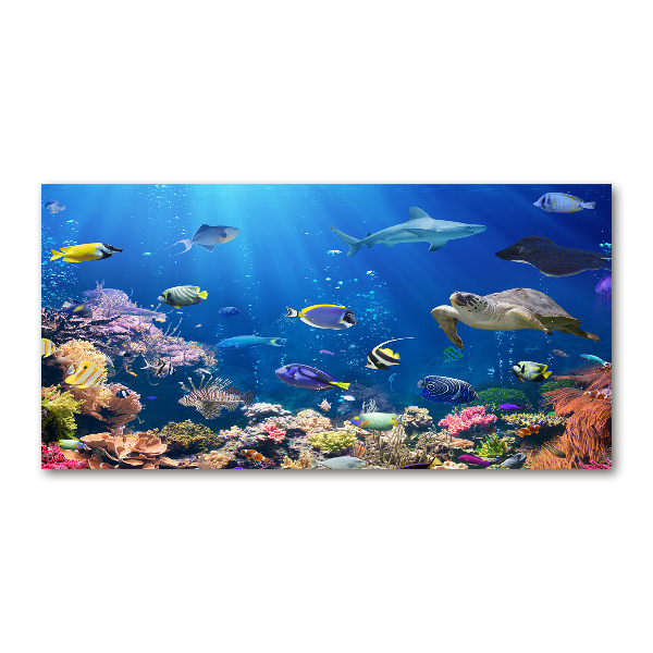 Wall art on glass Coral reef