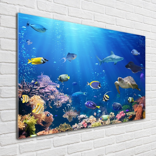 Wall art on glass Coral reef