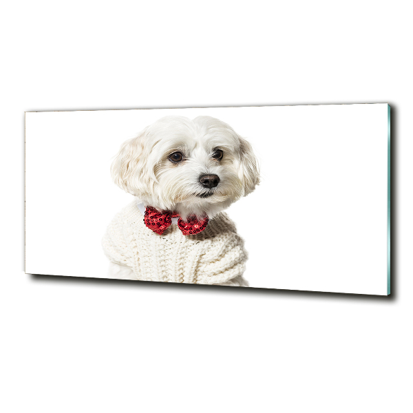 Glass wall art Maltese in a bow tie