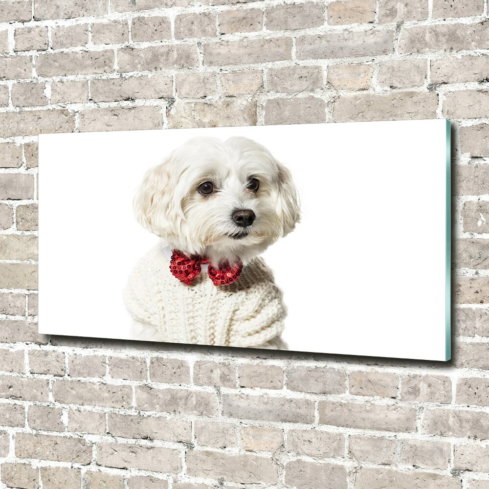 Glass wall art Maltese in a bow tie