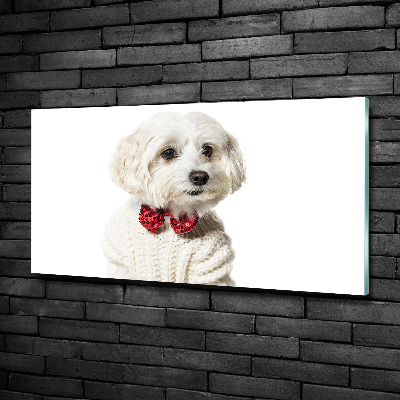 Glass wall art Maltese in a bow tie