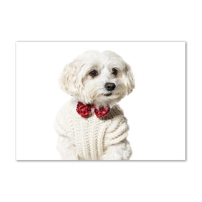 Glass wall art Maltese in a bow tie