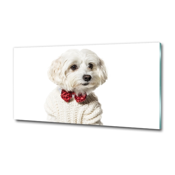 Glass wall art Maltese in a bow tie