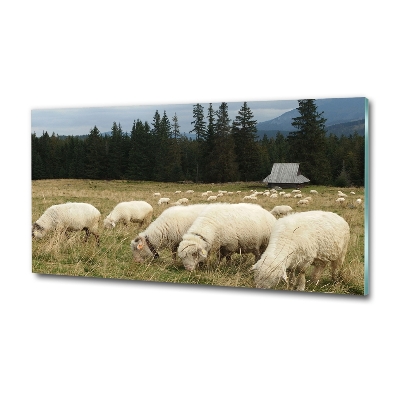 Glass wall art Grazing sheep