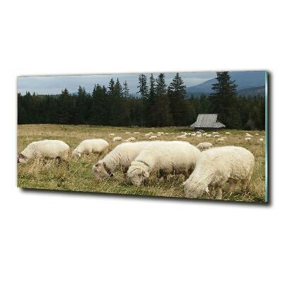 Glass wall art Grazing sheep