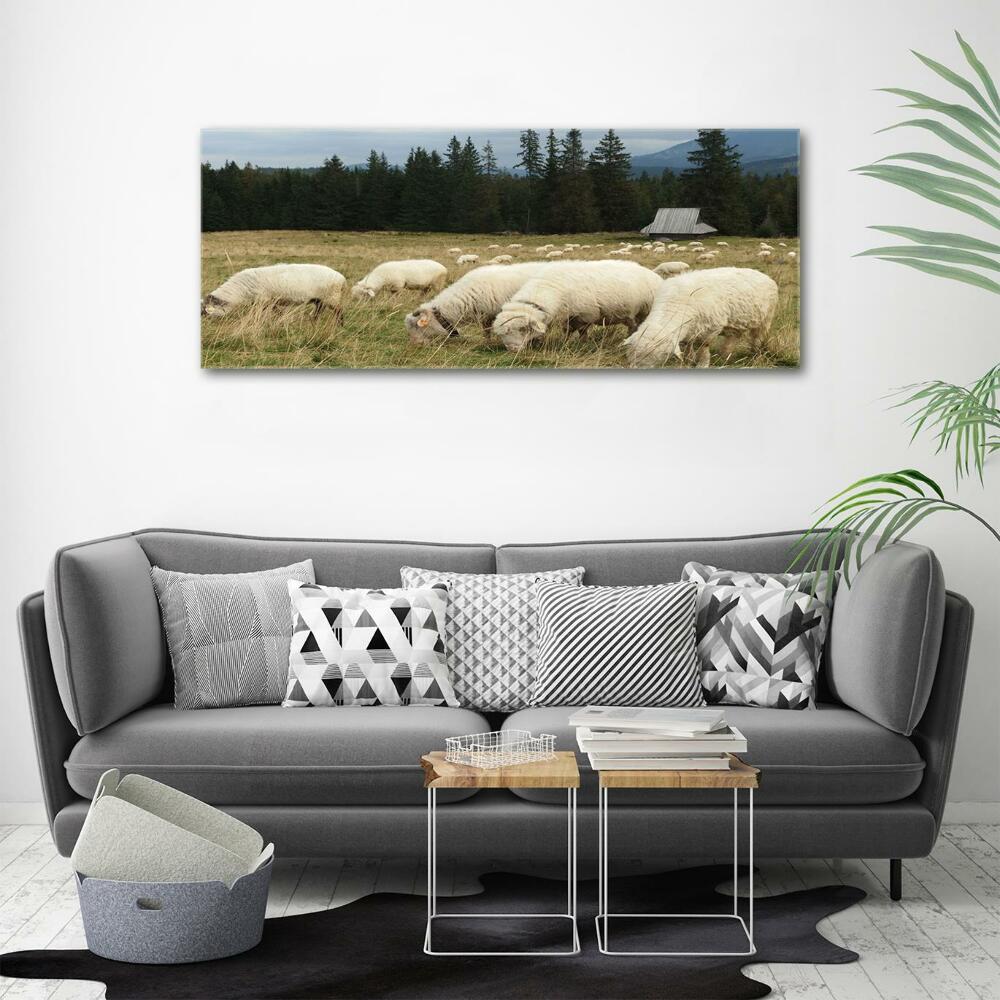 Glass wall art Grazing sheep