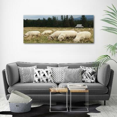 Glass wall art Grazing sheep