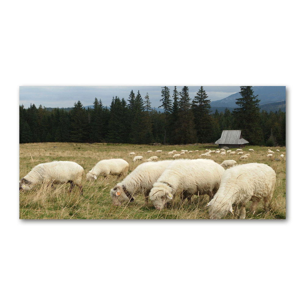 Glass wall art Grazing sheep