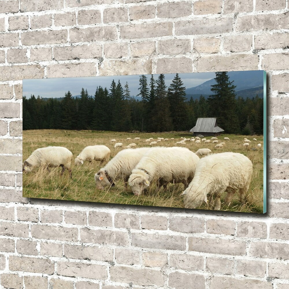 Glass wall art Grazing sheep