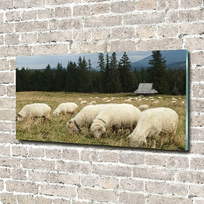 Glass wall art Grazing sheep