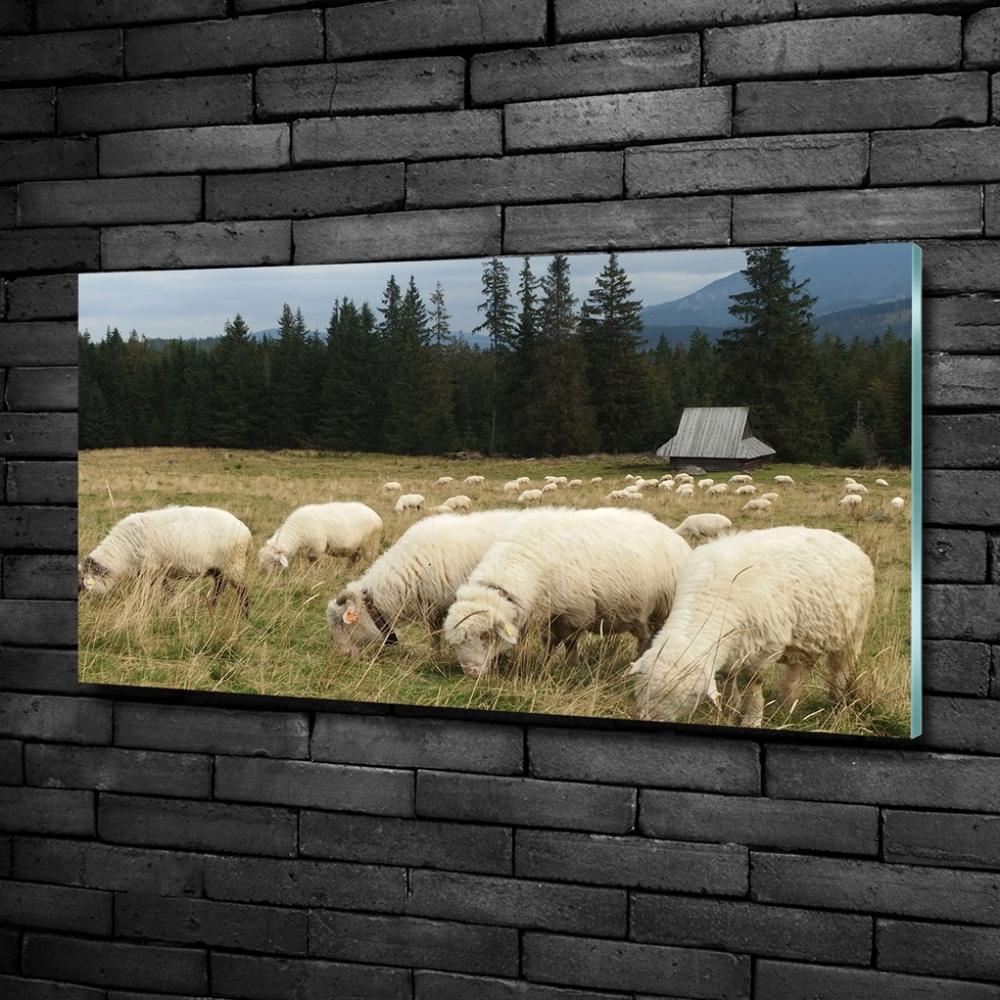 Glass wall art Grazing sheep