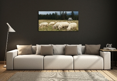 Glass wall art Grazing sheep