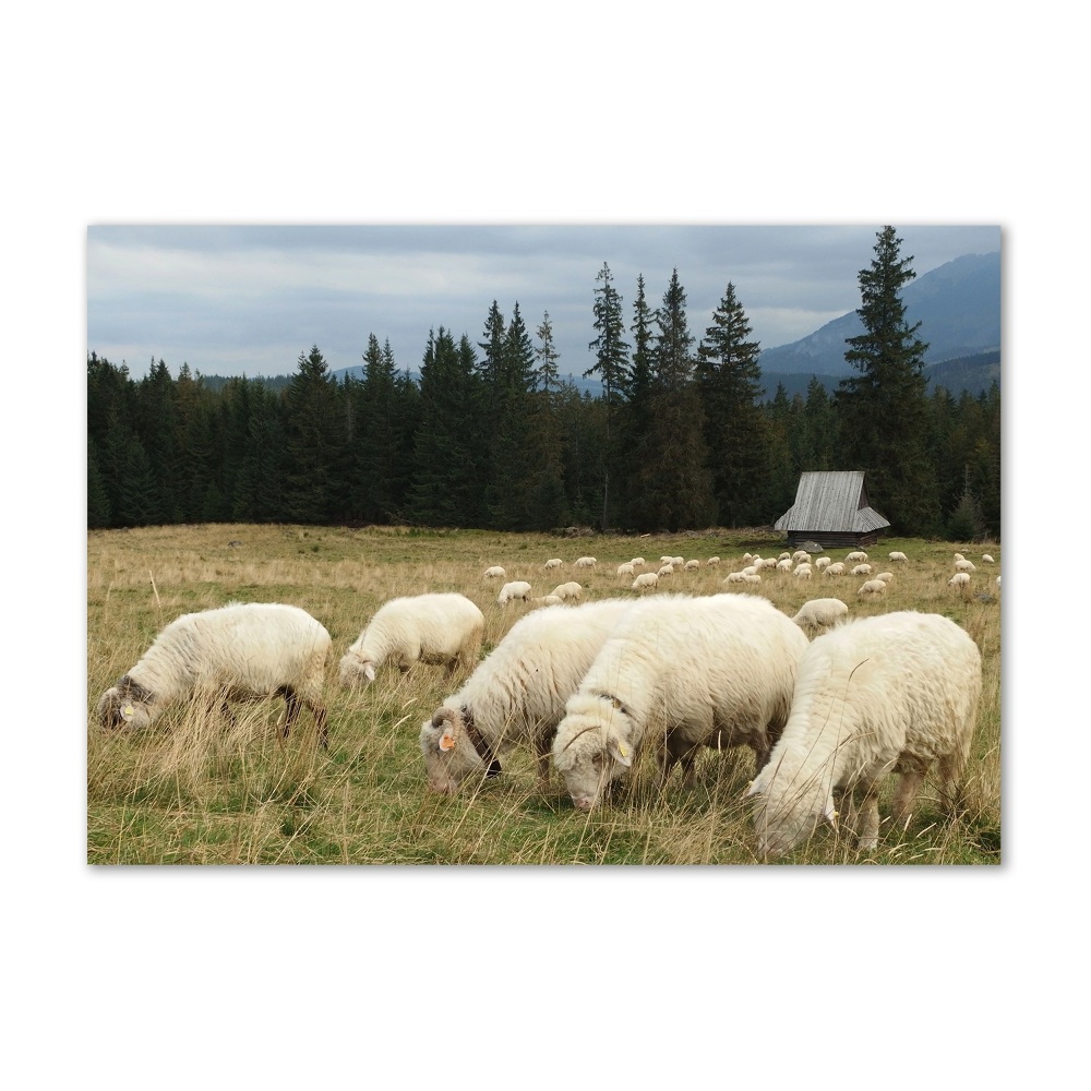 Glass wall art Grazing sheep