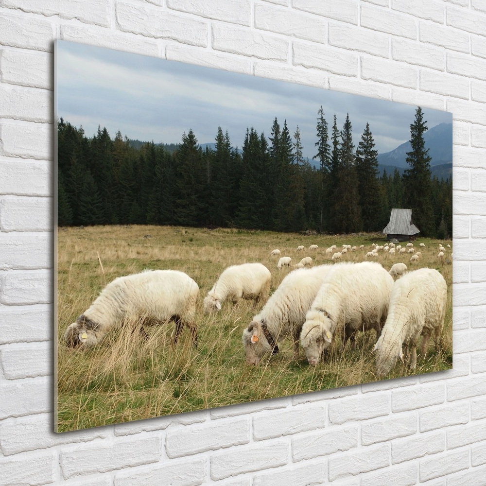 Glass wall art Grazing sheep