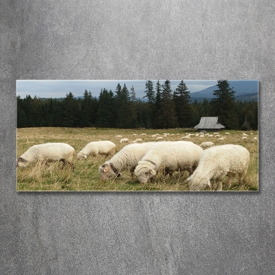 Glass wall art Grazing sheep