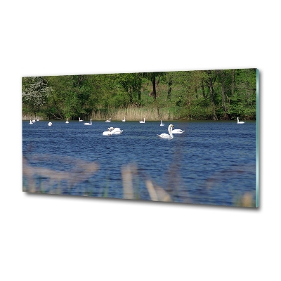 Glass art print White swans