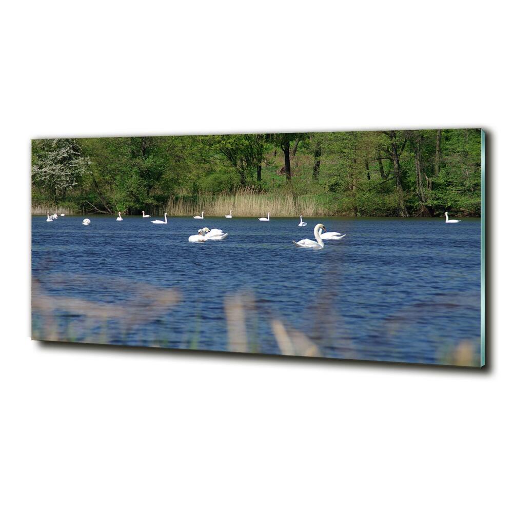 Glass art print White swans