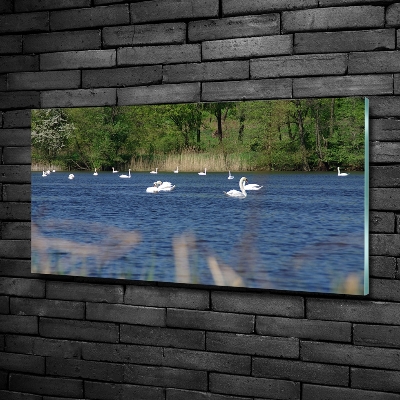 Glass art print White swans