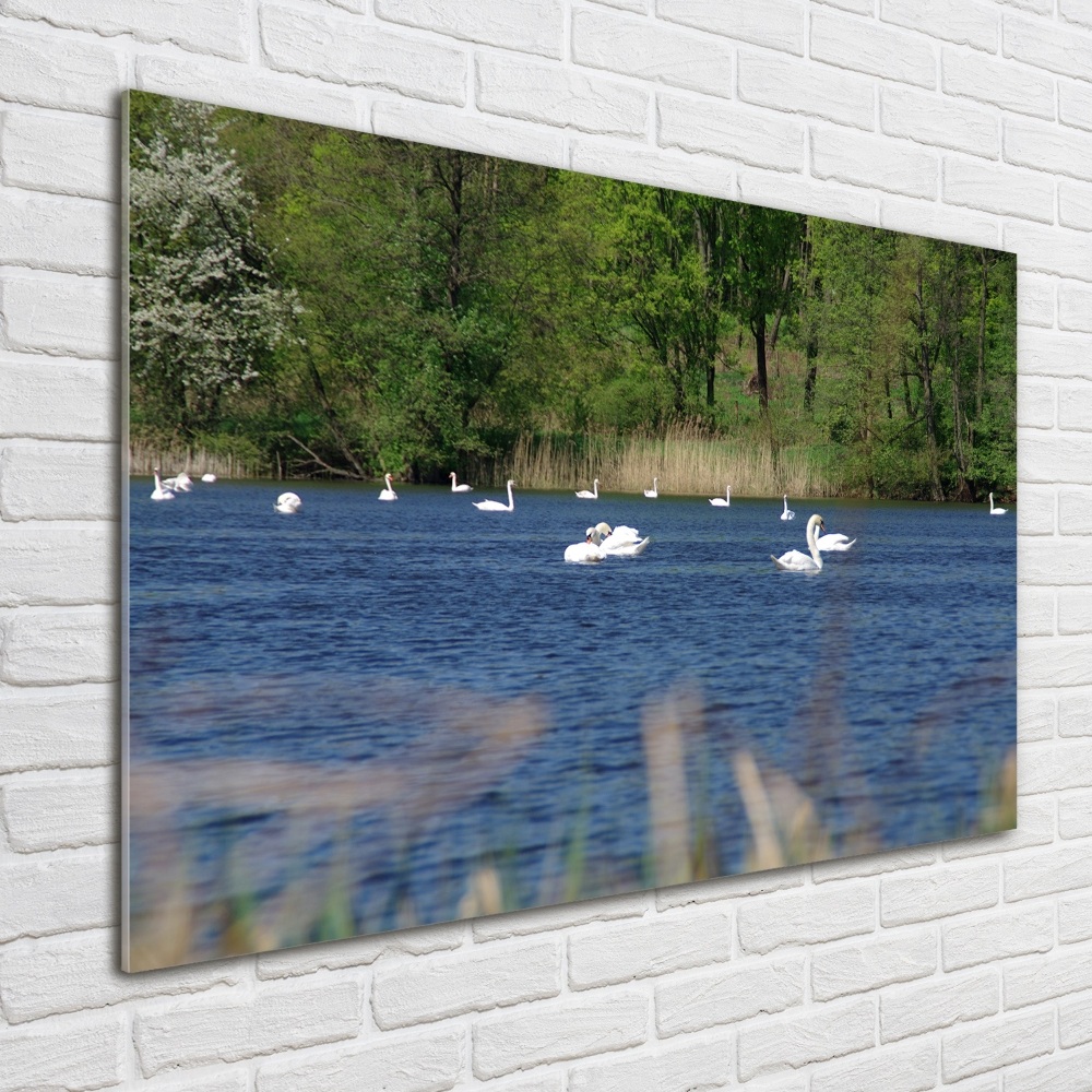 Glass art print White swans