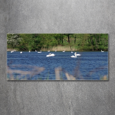 Glass art print White swans