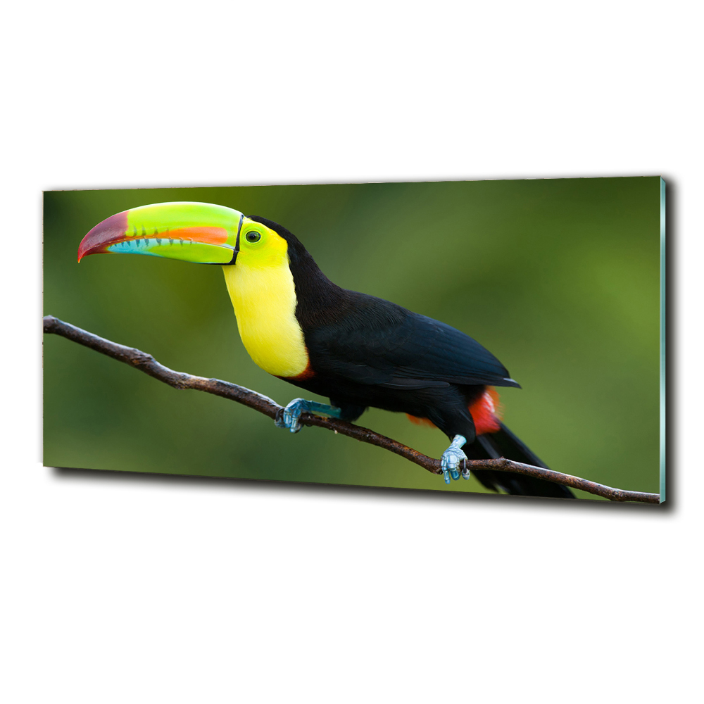 Glass art picture Toucan