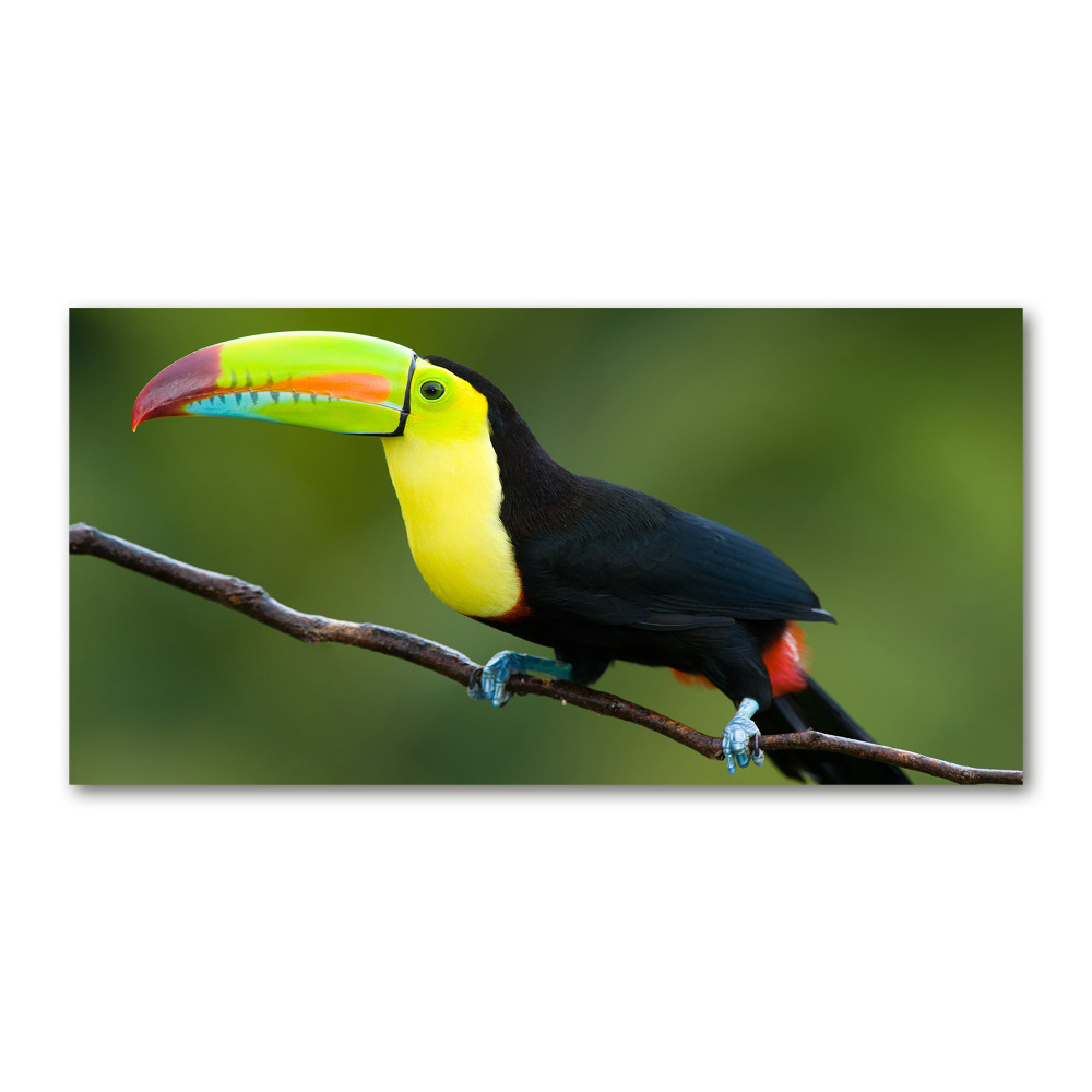 Glass art picture Toucan