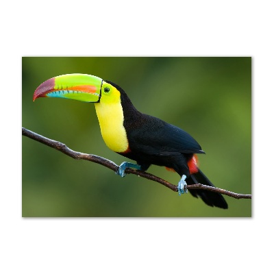 Glass art picture Toucan