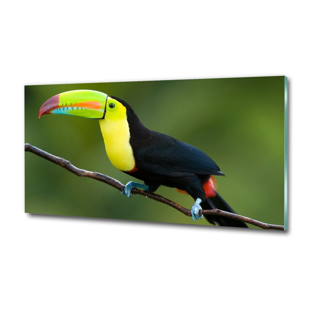 Glass art picture Toucan