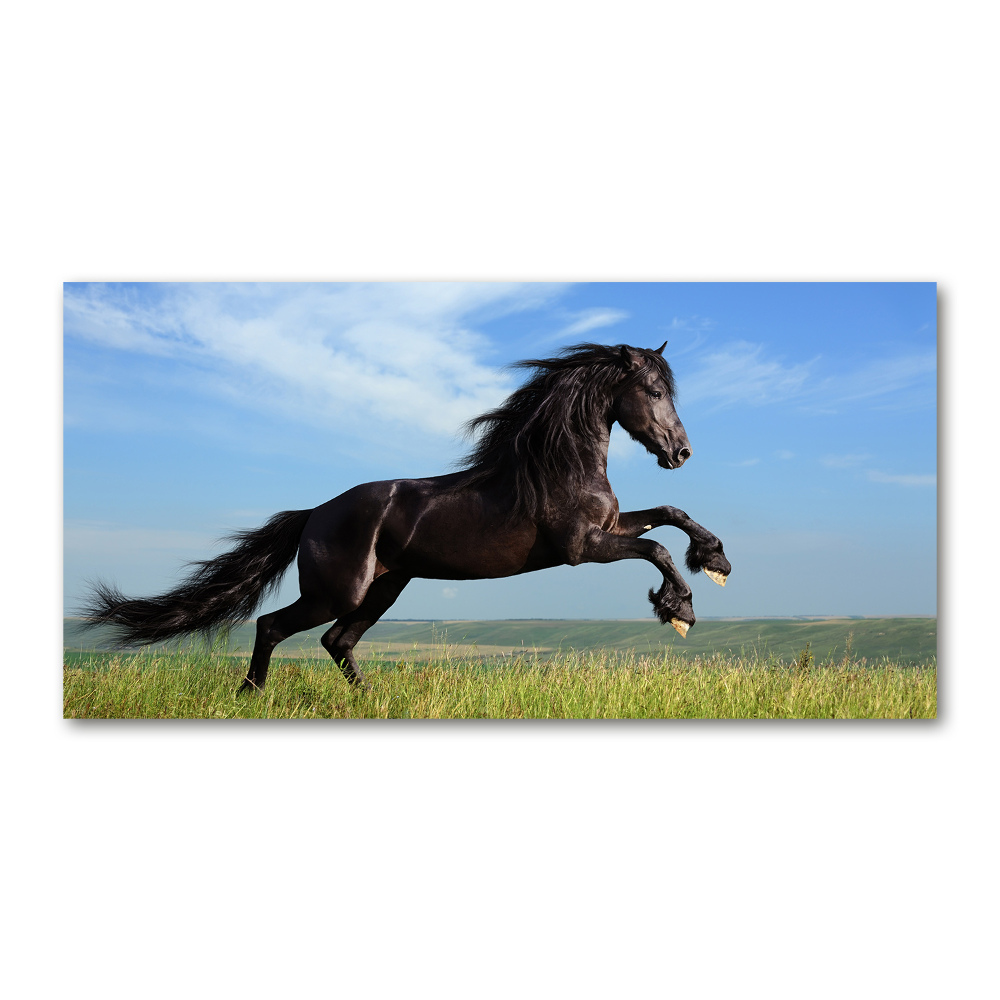 Glass art print Black horse in the meadow