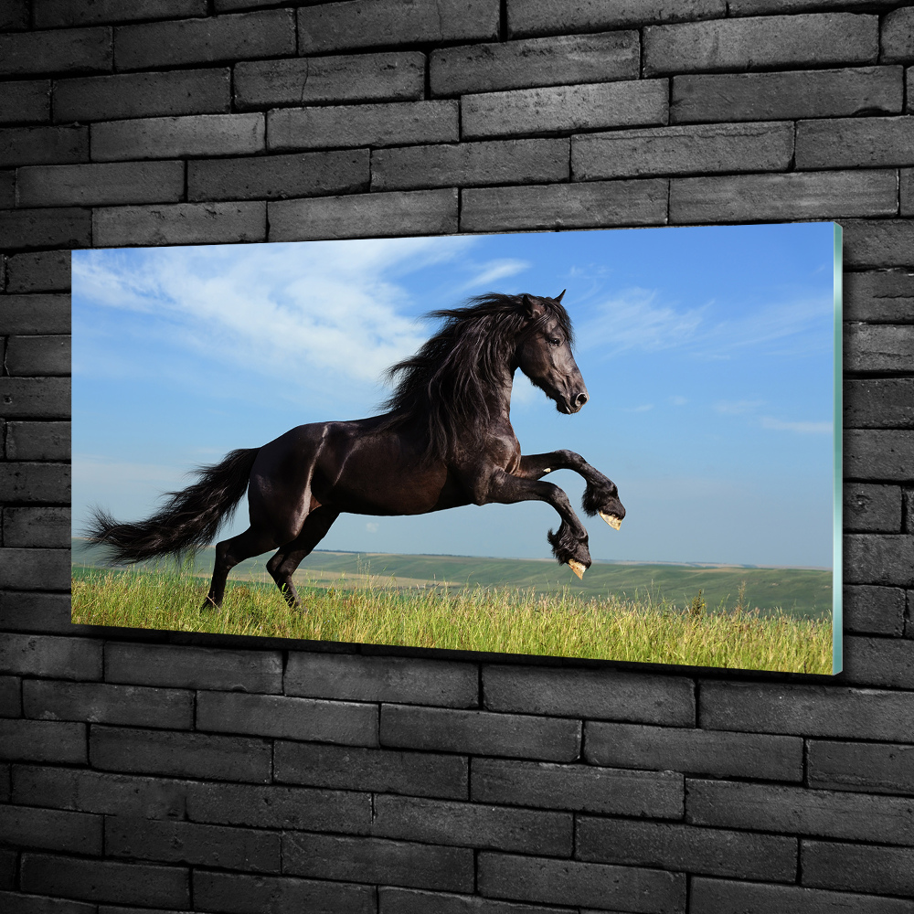 Glass art print Black horse in the meadow