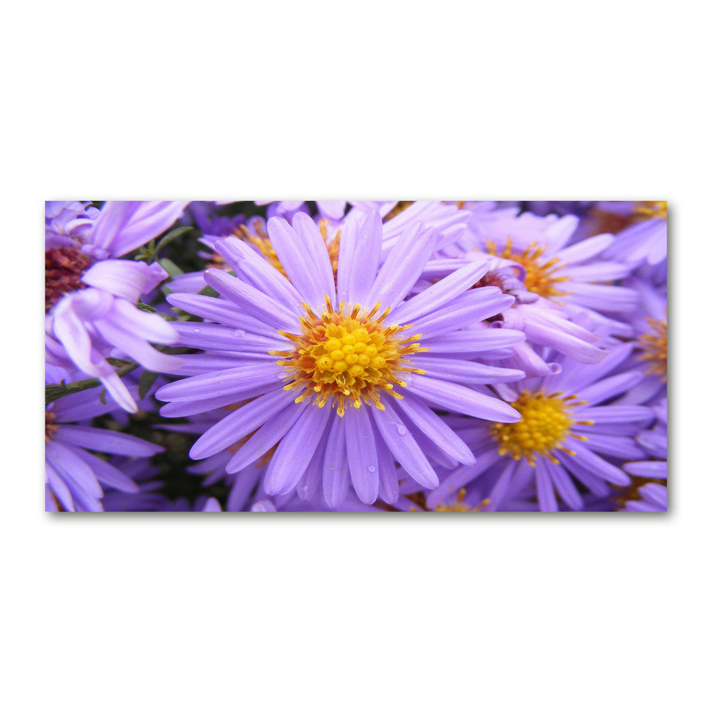 Glass art print Asters