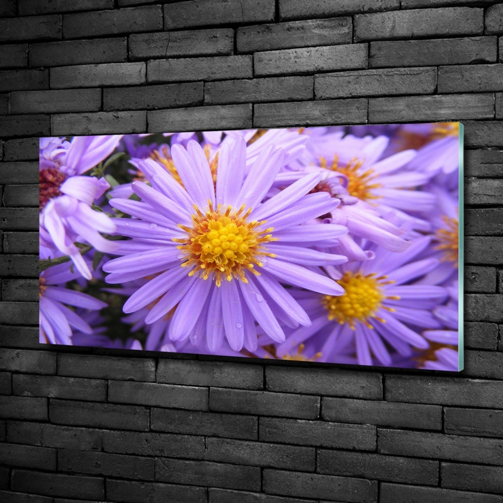 Glass art print Asters