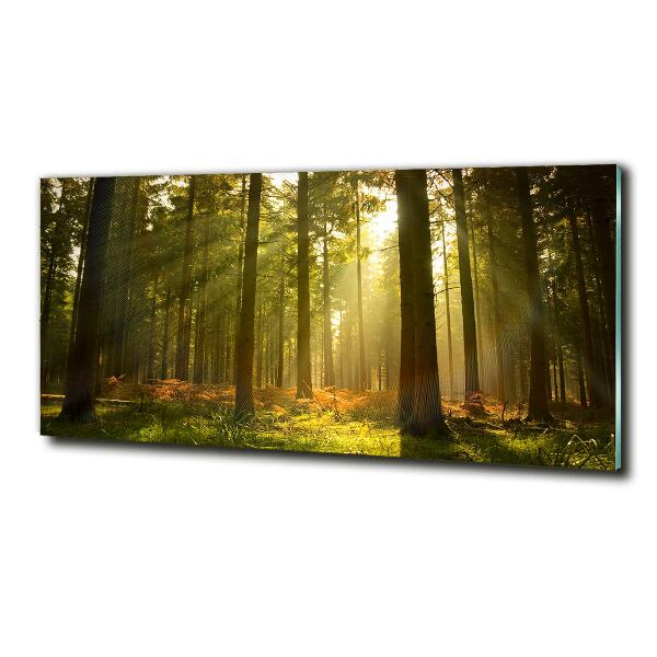 Photo printed on glass Forest in the sun