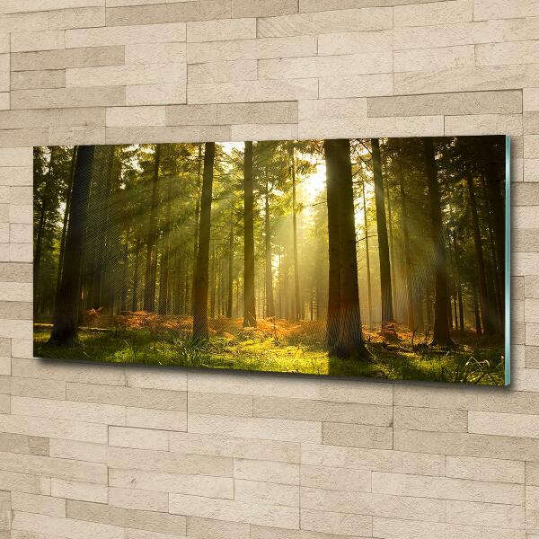 Photo printed on glass Forest in the sun