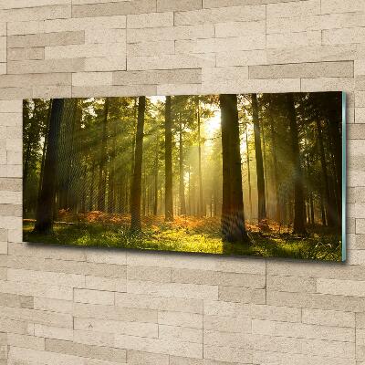 Photo printed on glass Forest in the sun