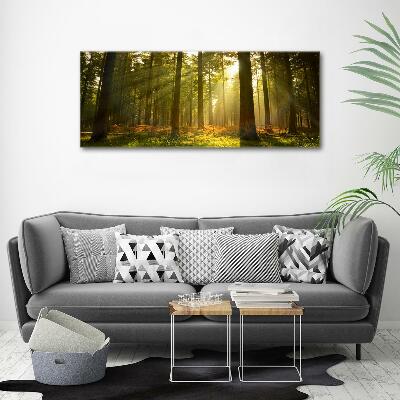 Photo printed on glass Forest in the sun