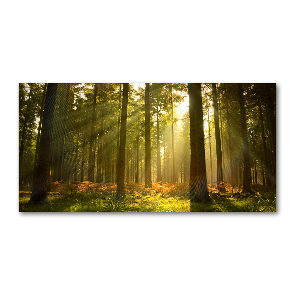 Photo printed on glass Forest in the sun