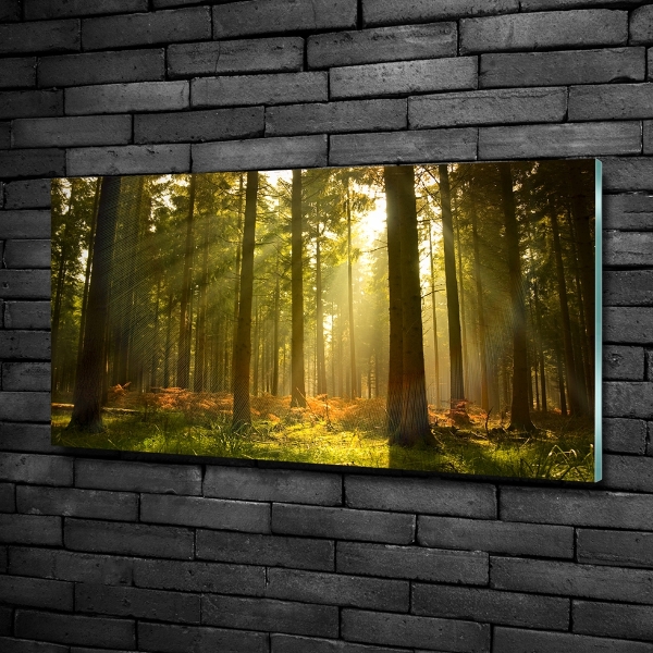 Photo printed on glass Forest in the sun